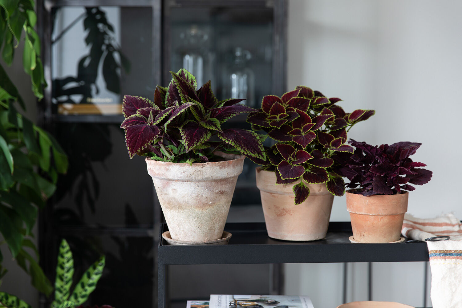 Coleus Coleus